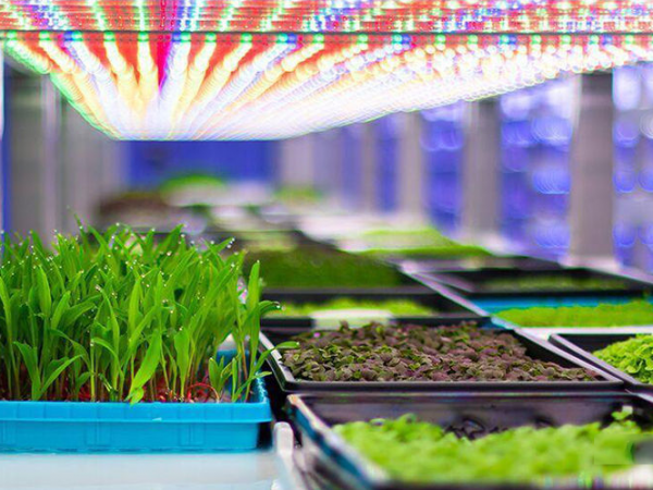 LED Plant Lights, LED Grow Lights, Multiple Choices